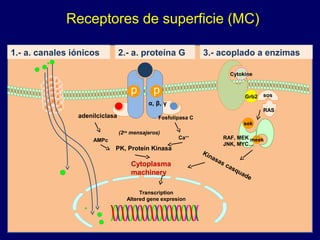 adenilciclasa
Ca++
AMPc
(2os
mensajeros)
PK, Protein Kinasa
sek
meek
Cytokine
Transcription
Altered gene expresion
Fosfolipasa C
α, β, γ
Kinasas casquade
Grb2 sos
RAS
RAF, MEK
JNK, MYC…
Cytoplasma
machinery
Receptores de superficie (MC)
1.- a. canales iónicos 2.- a. proteína G 3.- acoplado a enzimas
 
