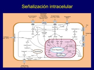 Señalización intracelular
 