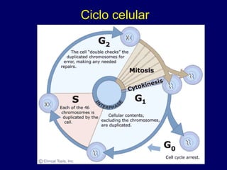 Ciclo celular
 