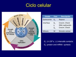 Ciclo celular
Estado Fase Descripción
Quiescente G0 Reposo
Interfase G1
S
G2
Crecim. Check
DNA replicación
Crecim. Check
Mitosis M División celular
G1: (+) GF’s ; (-) intercells contacts
G2: protein and mRNA syntesis
 
