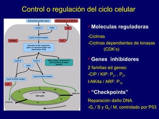 Control o regulación del ciclo celular
• Moleculas reguladoras
-Ciclinas
-Ciclinas dependientes de kinasas
(CDK’s)
• Genes inhibidores
2 familias ed genes:
-CIP / KIP: P21 , P27
I-NK4a / ARF: P16
• “Checkpoints”
Reparación daño DNA
-G1 / S y G2 / M, controlado por P53
 