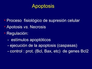 Apoptosis
• Proceso fisiológico de supresión celular
• Apotosis vs. Necrosis
• Regulación:
- estímulos apoptóticos
- ejecución de la apoptosis (caspasas)
- control : prot. (Bcl, Bax, etc) de genes Bcl2
 