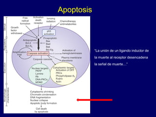 Apoptosis
“La unión de un ligando inductor de
la muerte al receptor desencadena
la señal de muerte…”
 