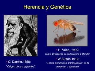 • H. Vries, 1900:
con la Drosophila se redescubre a Mendel
• W Sutton,1910:
“Teoría mendeliana-cromosómica” de la
herencia y evolución”
• C. Darwin,1858:
”Origen de las especies”
Herencia y Genética
 