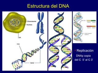Estructura del DNA
• Replicación
DNAp copia
del C 5’ al C 3’
 
