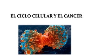 EL CICLO CELULAR Y EL CANCER
 