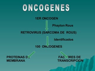 ONCOGENES 1ER ONCOGEN   Phayton Rous   RETROVIRUS (SARCOMA DE  ROUS) Identificados 100  ONCOGENES PROTEINAS DE   FACTORES DE MEMBRANA   TRANSCRIPCION 