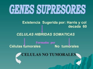 GENES SUPRESORES Existencia  Sugerida por: Harris y col    decada  60 CELULAS HIBRIDAS SOMATICAS Células tumorales  No  tumorales   CELULAS NO TUMORALES Formadas  por 