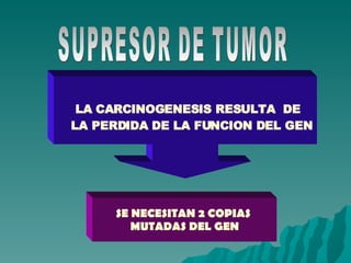 SUPRESOR DE TUMOR LA CARCINOGENESIS RESULTA  DE LA PERDIDA DE LA FUNCION DEL GEN SE NECESITAN 2 COPIAS  MUTADAS DEL GEN 