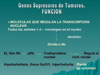 Genes Supresores de Tumores. FUNCION MOLECULAS QUE REGULAN LA TRANSCRIPCION NUCLEAR. Todas las señales + ó – convergen en el nucleo  decisión Divide o No Ej. Gen Rb  pRb  Fosfoprotéina Regula el nuclear   ciclo celular Hipofosforilada  (frena Go/G1)  hiperfosforila :  Pierde   su actividad 