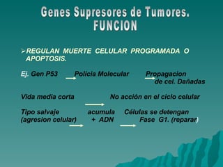 Genes Supresores de Tumores. FUNCION REGULAN  MUERTE  CELULAR  PROGRAMADA  O APOPTOSIS. Ej.  Gen P53  Policia Molecular  Propagacion de cel. Dañadas Vida media corta No acción en el ciclo celular Tipo salvaje  acumula  Células se detengan (agresion celular)  +  ADN  Fase  G1. (reparar ) 
