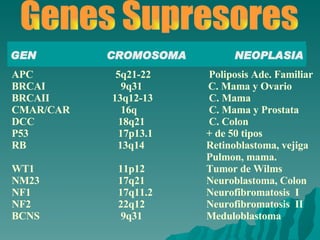 GEN CROMOSOMA NEOPLASIA APC   5q21-22   Poliposis Ade. Familiar BRCAI   9q31   C. Mama y Ovario BRCAII  13q12-13   C. Mama CMAR/CAR   16q   C. Mama y Prostata DCC   18q21   C. Colon P53   17p13.1  + de 50 tipos RB  13q14  Retinoblastoma, vejiga   Pulmon, mama. WT1   11p12  Tumor de Wilms NM23   17q21  Neuroblastoma, Colon NF1   17q11.2  Neurofibromatosis  I NF2   22q12  Neurofibromatosis  II BCNS   9q31  Meduloblastoma Genes Supresores 