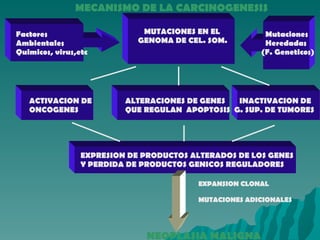 MECANISMO DE LA CARCINOGENESIS Factores Ambientales Quimicos, virus,etc MUTACIONES EN EL GENOMA DE CEL. SOM. Mutaciones Heredadas (F. Geneticos) ACTIVACION DE ALTERACIONES DE GENES  INACTIVACION DE ONCOGENES QUE REGULAN  APOPTOSIS  G. SUP. DE TUMORES EXPRESION DE PRODUCTOS ALTERADOS DE LOS GENES Y PERDIDA DE PRODUCTOS GENICOS REGULADORES NEOPLASIA MALIGNA EXPANSION CLONAL MUTACIONES ADICIONALES 