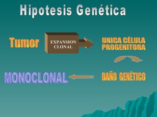 Hipotesis Genética Tumor EXPANSION CLONAL UNICA CÉLULA PROGENITORA DAÑO  GENÉTICO MONOCLONAL 