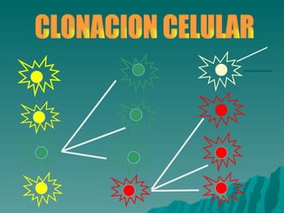 CLONACION CELULAR 