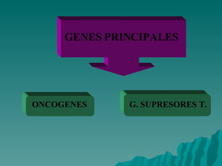 GENES PRINCIPALES ONCOGENES   G. SUPRESORES T. 