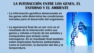 LA INTERACCIÓN ENTRE LOS GENES, EL
ENTORNO Y EL AMBIENTE
• La información genética almacenada en
los genes sólo determina las condiciones
iniciales para el desarrollo del organismo.
• La apariencia final de un ser vivo es el
resultado de la interacción entre sus
genes y células a través de las señales y
compuestos que actúan como
mensajeros. En el resultado final también
están implicados factores ambientales
como la nutrición, la duración del día y la
temperatura.
 