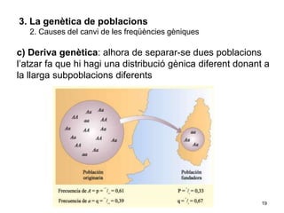 19
3. La genètica de poblacions
2. Causes del canvi de les freqüències gèniques
c) Deriva genètica: alhora de separar-se dues poblacions
l’atzar fa que hi hagi una distribució gènica diferent donant a
la llarga subpoblacions diferents
 