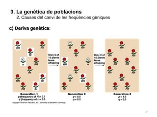 20
3. La genètica de poblacions
2. Causes del canvi de les freqüències gèniques
c) Deriva genètica:
 