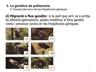 21
3. La genètica de poblacions
2. Causes del canvi de les freqüències gèniques
d) Migració o flux genètic: si la part que se’n va o arriba
és diferent gènicament, poden modificar el fons genètic
comú i provocar canvis en les freqüències gèniques.
 