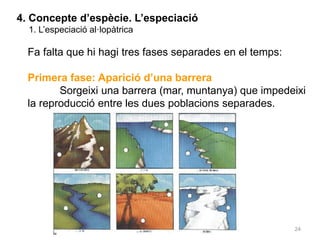 24
4. Concepte d’espècie. L’especiació
1. L’especiació al·lopàtrica
Fa falta que hi hagi tres fases separades en el temps:
Primera fase: Aparició d’una barrera
Sorgeixi una barrera (mar, muntanya) que impedeixi
la reproducció entre les dues poblacions separades.
 