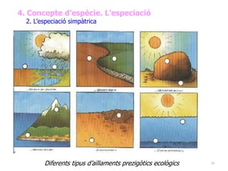 28
4. Concepte d’espècie. L’especiació
2. L’especiació simpàtrica
Diferents tipus d’aïllaments prezigòtics ecològics
 