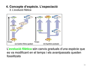 30
4. Concepte d’espècie. L’especiació
3. L’evolució filètica
L’evolució filètica són canvis graduals d’una espècie que
es va modificant en el temps i els avantpassats queden
fossilitzats
 