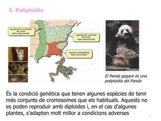31
5. Poliploïdia
El Panda gegant és una
poliploidia del Panda
2n=24
2n = 48
És la condició genètica que tenen algunes espècies de tenir
més conjunts de cromosomes que els habituals. Aquests no
es poden reproduir amb diploides i, en el cas d’algunes
plantes, s’adapten molt millor a condicions adverses
 