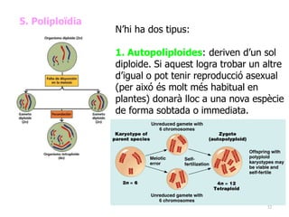32
5. Poliploïdia
N’hi ha dos tipus:
1. Autopoliploides: deriven d’un sol
diploide. Si aquest logra trobar un altre
d’igual o pot tenir reproducció asexual
(per aixó és molt més habitual en
plantes) donarà lloc a una nova espècie
de forma sobtada o immediata.
 