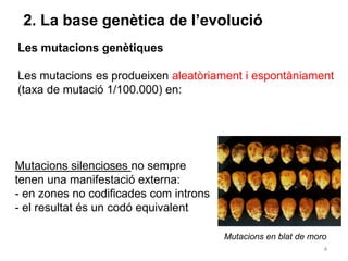4
2. La base genètica de l’evolució
Les mutacions genètiques
Les mutacions es produeixen aleatòriament i espontàniament
(taxa de mutació 1/100.000) en:
Mutacions en blat de moro
Mutacions silencioses no sempre
tenen una manifestació externa:
- en zones no codificades com introns
- el resultat és un codó equivalent
 