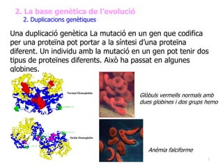 5
2. La base genètica de l’evolució
2. Duplicacions genètiques
Una duplicació genètica La mutació en un gen que codifica
per una proteïna pot portar a la síntesi d’una proteïna
diferent. Un individu amb la mutació en un gen pot tenir dos
tipus de proteïnes diferents. Això ha passat en algunes
globines.
Anèmia falciforme
Glòbuls vermells normals amb
dues globines i dos grups hemo
 