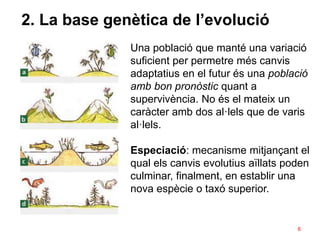 6
2. La base genètica de l’evolució
Una població que manté una variació
suficient per permetre més canvis
adaptatius en el futur és una població
amb bon pronòstic quant a
supervivència. No és el mateix un
caràcter amb dos al·lels que de varis
al·lels.
Especiació: mecanisme mitjançant el
qual els canvis evolutius aïllats poden
culminar, finalment, en establir una
nova espècie o taxó superior.
 