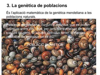 9
3. La genètica de poblacions
És l’aplicació matemàtica de la genètica mendeliana a les
poblacions naturals.
Població mendeliana: conjunt d’individus que es poden
encreuar entre ells i que, per tant, comparteixen un mateix
conjunt de gens. Si tots els individus tenen la mateixa
posibilitat de reproduir-se es diu;
POBLACIÓ PANMÍTICA
 