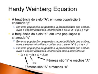 Hardy Weinberg Equation
   A freqüência do alelo “A”: em uma população é
    chamada “p”
       Em uma população de gametas, a probabilidade que ambos,
        ovos e espermatozóides, contenham o alelo “A” é p x p = p2
   A freqüência do alelo “a”: em uma população é
    chamada “q”
     Em uma população de gametas, a probabilidade que ambos,
      ovos e espermatozóides, contenham o alelo “a” é q x q = q2
     Em uma população de gametas, a probabilidade que ambos,
      ovos e espermatozóides, contenham alelos diferentes é:
        (p x q) + (q x p) = 2 pq.


                               Fêmeas são “a” e machos “A”
                  ou
              Fêmeas são “A” e machos “a”
 
