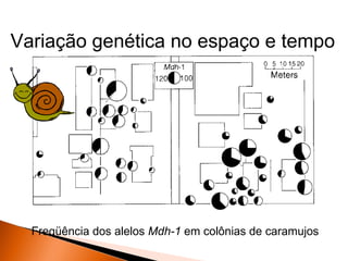 Variação genética no espaço e tempo




  Freqüência dos alelos Mdh-1 em colônias de caramujos
 