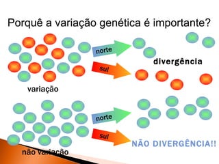 Porquê a variação genética é importante?

                 norte
                             divergência
                  sul

   variação


                 norte

                  sul
                         NÃO DIVERGÊNCIA!!
  não variação
 