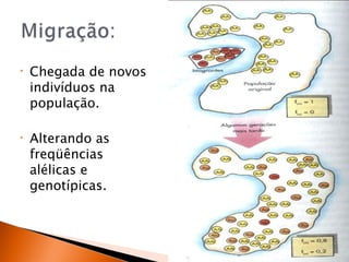 •   Chegada de novos
    indivíduos na
    população.

•   Alterando as
    freqüências
    alélicas e
    genotípicas.
 