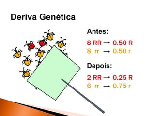 Deriva Genética
                  Antes:
                  8 RR      0.50 R
                  8 rr      0.50 r

                  Depois:
                  2 RR      0.25 R
                  6 rr      0.75 r
 