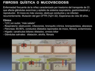 FIBROSIS QUÍSTICA O MUCOVISCIDOSIS
Enfermedad frecuente de la niñez caracterizado por trastorno del transporte de Cl-,
que afecta glándulas exocrinas y epitelio de sistema respiratorio, gastrointestinal y
reproductor. El moco es más viscoso, obstruye conductos y se infectan
recurrentemente. Mutación del gen CFTR (7q31-32). Esperanza de vida 30 años.
Clínica:
- Cl- en sudor, “más salado”
- Respiratorio: obstrucción, infecciones, bronquitis crónica, bronquiectasia, abscesos
- Páncreas: 85-90%, conductos dilatados taponados de moco, fibrosis, avitaminosis
- Hígado: canalículos biliares dilatados, cirrosis biliar
- Glándulas salivales: dilatación, atrofia, fibrosis
 