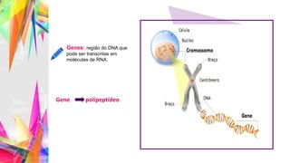Genes: região do DNA que
pode ser transcritas em
moléculas de RNA.
Gene polipeptídeo
 