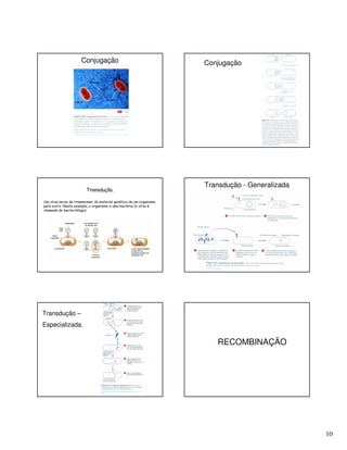 10
Conjugação Conjugação
Um vírus serve de transmissor do material genético de um organismo
para outro. Neste exemplo, o organismo e uma bactéria (o vírus é
chamado de bacteriófago).
Transdução.
Transdução - Generalizada
Transdução –
Especializada.
RECOMBINAÇÃO
 
