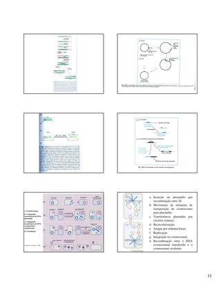 11
a) Transformação
b) Conjugação,
transferência de DNA
plasmidial
c) Conjugação -
transferência de DNA
cromossômico
(mobilização)
d) Transdução
Adaptado de Furlaneto, 1998
a. Inserção do plasmídio por
recombinação entre IS.
b. Movimento de elemento de
transposição do cromossomo
para plasmídio.
c. Transferência plasmídio por
círculos rolantes.
d. Recircularização.
e. Ataque por endonucleases
f. Replicação.
g. Integração no cromossomo.
h. Recombinação entre o DNA
cromossomal transferido e o
cromossomo residente.
 
