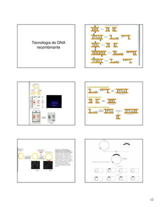 12
Tecnologia do DNA
recombinante
 