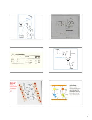 2
A dupla hélice
possui uma
largura
constante pois
as bases sempre
se
complementam
T-A
C-G
 