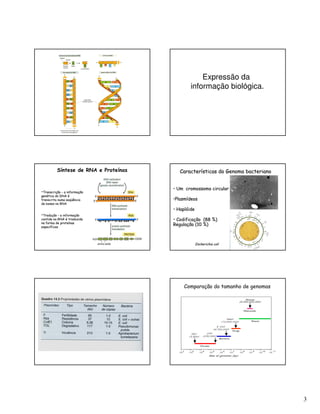 3
Expressão da
informação biológica.
Síntese de RNA e Proteínas
••TranscriçãoTranscrição -- a informaçãoa informação
genética do DNA égenética do DNA é
transcrita numa seqüênciatranscrita numa seqüência
de bases no RNAde bases no RNA
••TraduçãoTradução -- a informaçãoa informação
contida no RNA é traduzidacontida no RNA é traduzida
na forma de proteínasna forma de proteínas
específicasespecíficas
Escherichia coliEscherichia coli
•• Um cromossomo circularUm cromossomo circular
••PlasmídeosPlasmídeos
•• HaplóideHaplóide
•• Codificação (88 %)Codificação (88 %)
Regulação (10 %)Regulação (10 %)
Características do Genoma bacterianoCaracterísticas do Genoma bacteriano
Comparação do tamanho de genomas
 