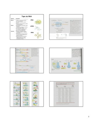 5
rRNA
mRNA
tRNA
Tipos de RNA
 