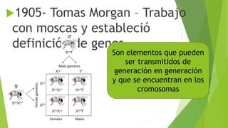 1905- Tomas Morgan – Trabajo
con moscas y estableció
definición de genes.
Son elementos que pueden
ser transmitidos de
generación en generación
y que se encuentran en los
cromosomas
 
