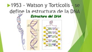 1953 - Watson y Tortícolis - se
define la estructura de la DNA
 