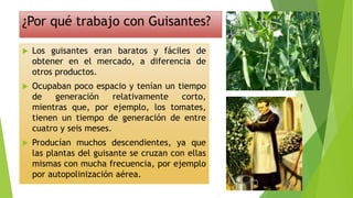 ¿Por qué trabajo con Guisantes?
 Los guisantes eran baratos y fáciles de
obtener en el mercado, a diferencia de
otros productos.
 Ocupaban poco espacio y tenían un tiempo
de generación relativamente corto,
mientras que, por ejemplo, los tomates,
tienen un tiempo de generación de entre
cuatro y seis meses.
 Producían muchos descendientes, ya que
las plantas del guisante se cruzan con ellas
mismas con mucha frecuencia, por ejemplo
por autopolinización aérea.
 