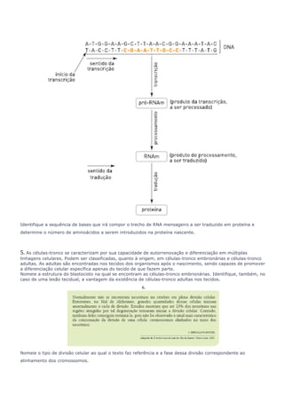 Identifique a sequência de bases que irá compor o trecho de RNA mensageiro a ser traduzido em proteína e 
determine o número de aminoácidos a serem introduzidos na proteína nascente. 
5. As células-tronco se caracterizam por sua capacidade de autorrenovação e diferenciação em múltiplas 
linhagens celulares. Podem ser classificadas, quanto à origem, em células-tronco embrionárias e células-tronco 
adultas. As adultas são encontradas nos tecidos dos organismos após o nascimento, sendo capazes de promover 
a diferenciação celular específica apenas do tecido de que fazem parte. 
Nomeie a estrutura do blastocisto na qual se encontram as células-tronco embrionárias. Identifique, também, no 
caso de uma lesão tecidual, a vantagem da existência de células-tronco adultas nos tecidos. 
6. 
Nomeie o tipo de divisão celular ao qual o texto faz referência e a fase dessa divisão correspondente ao 
alinhamento dos cromossomos. 
 
